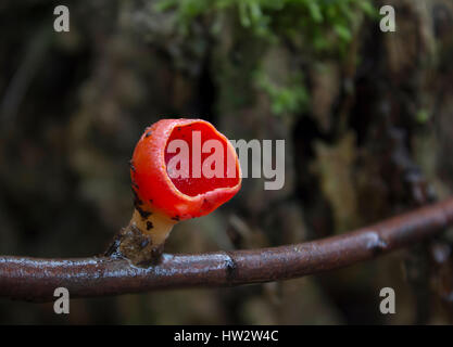 Funghi selvatici che crescono nella foresta. Il mondo dei funghi. Coppa dell'elfo Scarlatto. (Sarcoscypha coccinea) Foto Stock