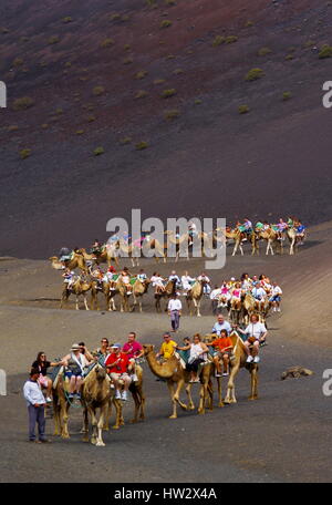 Corsa in Cammello nel Parco Nazionale di Timanfaya, Lanzarote, Isole Canarie, Spagna Foto Stock