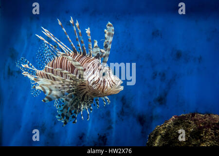 Pesci del leone Foto Stock