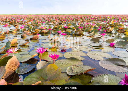 Fiori di loto sul Thale Noi lago nella provincia Phatthalung, Thailandia Foto Stock