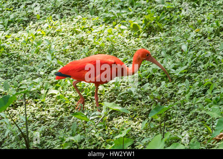 Scarlet Ibis, Eudocimus ruber presso il giardino degli uccelli, Kuala Lumpur, Malesia Foto Stock