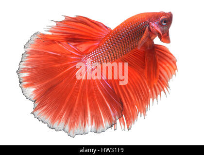 Azione di Red haft luna lunga coda Betta pesce o Siamese fighting fish foto in flash studio illuminazione. Foto Stock
