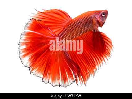 Betta pesce in libertà di azione e mostrare le alette di bellissime foto di coda in flash illuminazione. Foto Stock
