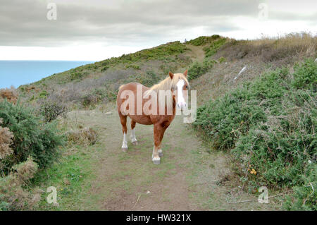 Wild Pony Welsh, Pembrokeshire Foto Stock