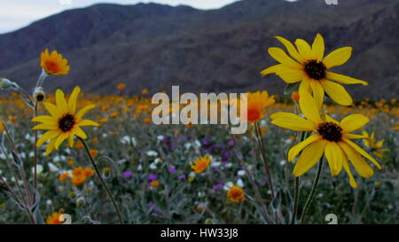 Campo di fiori selvaggi in Anza-Borrego mostra deserto girasoli e altri Foto Stock