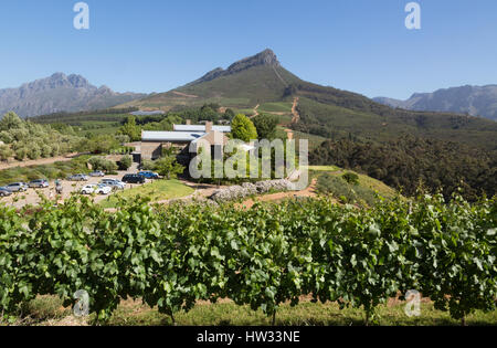 Tokara vigneto, vino e olio d'oliva, agriturismo, Stellenbosch Winelands, Western Cape, Sud Africa Foto Stock