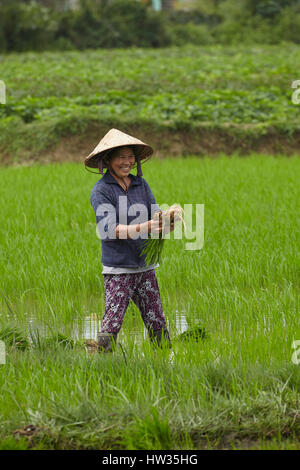 Lavoratore nel campo di riso, Cam Kim Isola, Hoi An, Vietnam Foto Stock