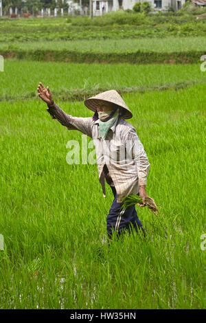 Lavoratore nel campo di riso, Cam Kim Isola, Hoi An, Vietnam Foto Stock