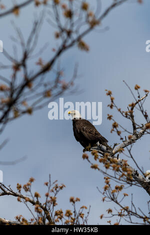 Un aquila calva (Haliaeetus leucocephalus) Chiamate da un albero in primavera. Foto Stock