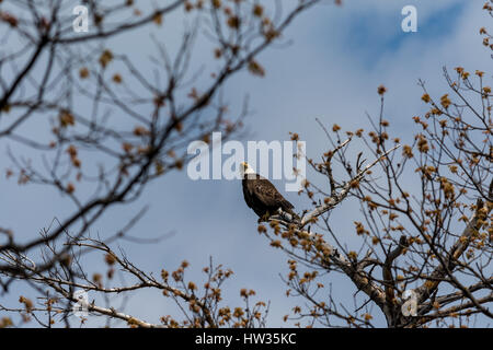 Un aquila calva (Haliaeetus leucocephalus) Chiamate da un albero in primavera. Foto Stock