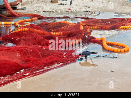 India, Goa. I corvi, scelta di pesce piccolo di reti da pesca, steso sulla sabbia costiera. Foto Stock