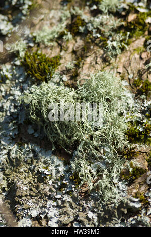 Il muschio di quercia Lichen nome latino Evernia prunastri aggrappandosi al tronco di un albero di un lichene comune che si trovano in tutta l'emisfero settentrionale Foto Stock