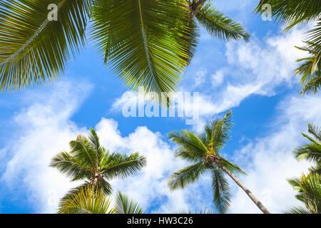 Palme di cocco oltre il cielo luminoso dello sfondo. Repubblica Dominicana natura foto di sfondo Foto Stock