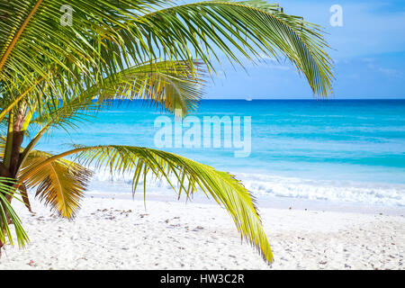 Rami di palme tropicale sulla spiaggia di sabbia bianca di sfondo. Mar dei Caraibi costa, Repubblica dominicana, Saona Island Foto Stock