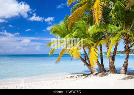 Palme di cocco crescono sulla spiaggia di sabbia bianca. Mar dei Caraibi, Repubblica dominicana, Saona Island coast Foto Stock