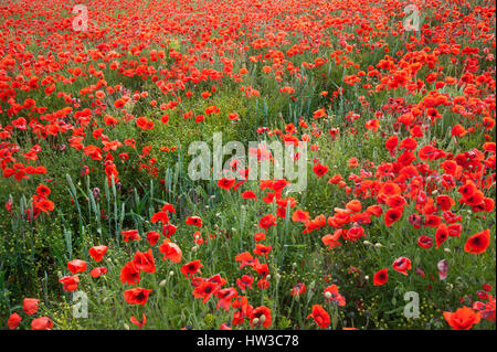 Papaveri rossi che sovraalimentano un campo di semi di lino nel Lincolnshire. REGNO UNITO Foto Stock