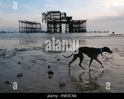 Un sottile dog trot attraverso la sabbia di fronte al Molo Ovest di Brighton Foto Stock