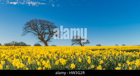 Un campo di narcisi in Galles del Nord prese su un inizio di mattina di primavera. Foto Stock