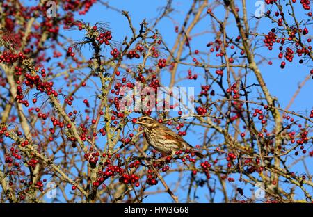 Redwing bird Turdus ilancus mangiare una bacca di biancospino Crataegus monogyna Foto Stock