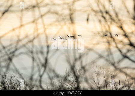 Gregge di svernamento gru Sandhill uccelli sorvolano Paynes Prairie, FL Foto Stock