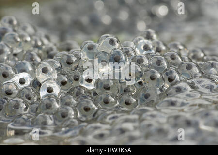 Ravvicinata di una rana comune (Rana temporaria) frogspawn nel laghetto in giardino, Hastings, East Sussex, Regno Unito Foto Stock