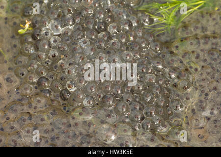 Ravvicinata di una rana comune (Rana temporaria) frogspawn nel laghetto in giardino, Hastings, East Sussex, Regno Unito Foto Stock