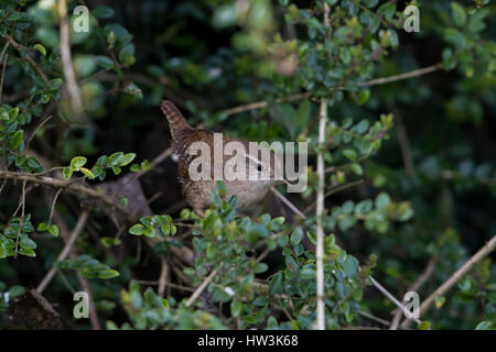 Un singolo Wren (Troglodytes troglodytes) in cerca di cibo nella siepe, Hastings, East Sussex, Regno Unito Foto Stock