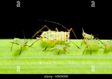 Inglese afide del grano (Sitobion avenae) wingless adulto con ninfe sul gambo di orzo con sfondo nero Foto Stock