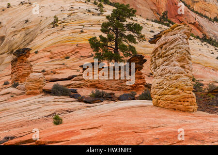 Formazioni rocciose del Parco Nazionale Zion, UT, STATI UNITI D'AMERICA Foto Stock