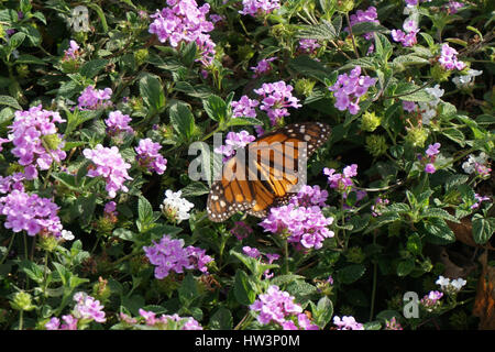 Farfalla monarca seduto su alcuni fiori viola Foto Stock