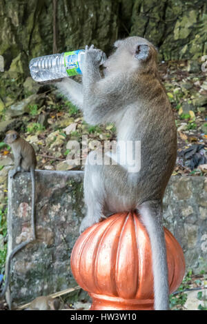 Lunga coda Macaque bere alla Grotte Batu, Kuala Lumpur, Malesia Foto Stock