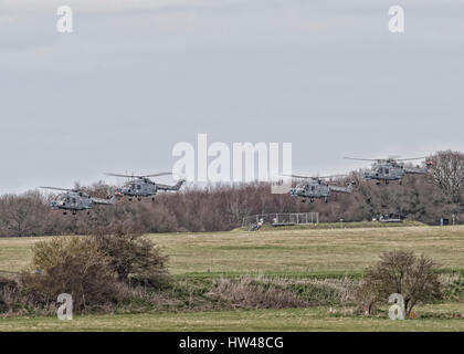 Odiham, UK. Xvii Mar, 2017. Venerdì 17 Marzo quattro Lynx Mk8 elicotteri da 815 Naval Air Squadron condotta un addio flypast intorno all'Inghilterra meridionale touring siti militari associato con la lince. Essi sono visibili qui lasciando RAF Odiham dopo un rifornimento di carburante prima di volare a Londra Credito: Niall Ferguson/Alamy Live News Foto Stock