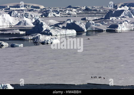 Suono cristallino, Penisola Antartica, Antartide. Xx gen, 2017. Adelie Pinguini camminare, e le guarnizioni di riposo, sul mare di ghiaccio che si estende tra gli iceberg galleggianti in Crystal Sound lungo la penisola antartica. Credito: Ann Inger Johansson/zReportage.com/ZUMA filo/Alamy Live News Foto Stock