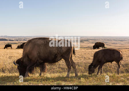 Il bisonte in pascoli erbosi campo remoto, Parco nazionale Badlands, Dakota del Sud, Stati Uniti Foto Stock