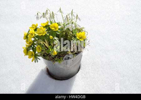 The first signs of spring. Winter aconite and snowdrops in a zinc pot stands in fresh snow Foto Stock