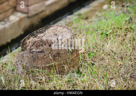 Ceppo di albero in natura Foto Stock