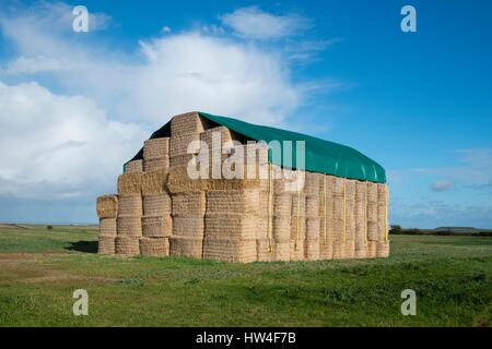 Balle di paglia, impilati e coperto con telone, Norfolk, Inghilterra. Foto Stock