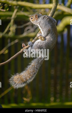 Scoiattolo grigio sul bilanciamento del ramo di albero in giardino suburbano, London, Regno Unito Foto Stock