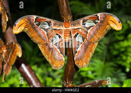 Attacus atlas. Benalmadena parco Butterfly, Costa del Sol, Malaga, Spagna Europa Foto Stock