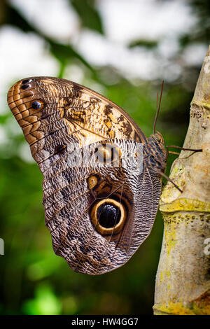 Farfalla civetta Caligo memnon. Benalmadena parco Butterfly, Costa del Sol, Malaga, Spagna Europa Foto Stock