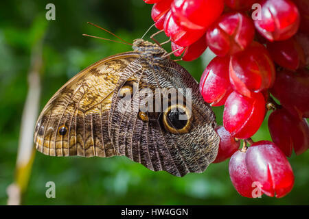Farfalla civetta Caligo memnon. Benalmadena parco Butterfly, Costa del Sol, Malaga, Spagna Europa Foto Stock
