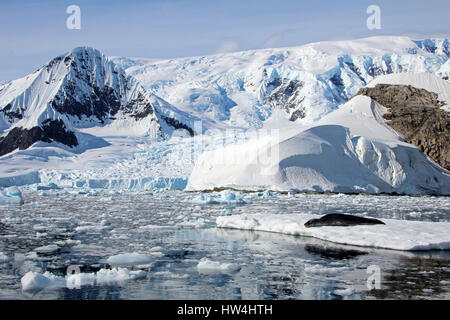 Leopard in appoggio di tenuta su ghiaccio floe, penisola Antartica Foto Stock