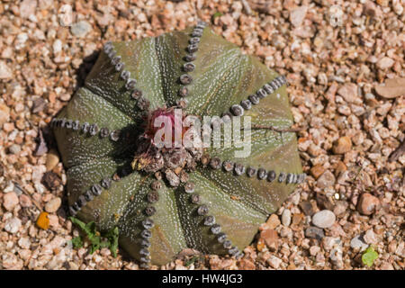 Star Cactus (Astrophytum asterias), San Antonio, TX, Stati Uniti d'America Foto Stock