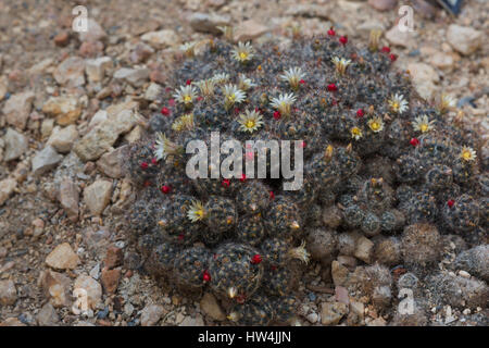 Nipplo di Texas Cactus (Mammillaria prolifera), San Antonio, TX, Stati Uniti d'America Foto Stock