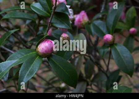 (Camellia sasanqua) in Eden giardini del parco statale, FL, Stati Uniti d'America Foto Stock