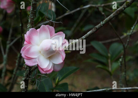 (Camellia sasanqua) in Eden giardini del parco statale, FL, Stati Uniti d'America Foto Stock