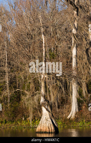 Cipresso calvo (Taxodium distichum) sul Fiume Wakulla, Wakulla Springs State Park, FL, Stati Uniti d'America Foto Stock