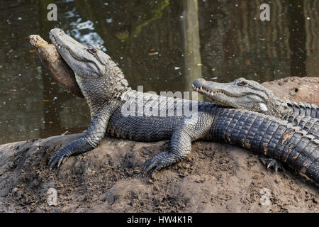Il coccodrillo americano (Alligator mississippiensis) poggiante su un arto, sant Agostino, FL, Stati Uniti d'America Foto Stock