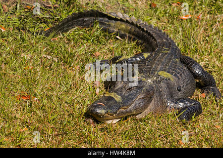 Il coccodrillo americano (Alligator mississippiensis) di appoggio in erba, St Marks National Wildlife Refuge, FL, Stati Uniti d'America Foto Stock