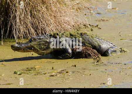 Il coccodrillo americano (Alligator mississippiensis) poggiante su un registro, St Marks National Wildlife Refuge, FL, Stati Uniti d'America Foto Stock